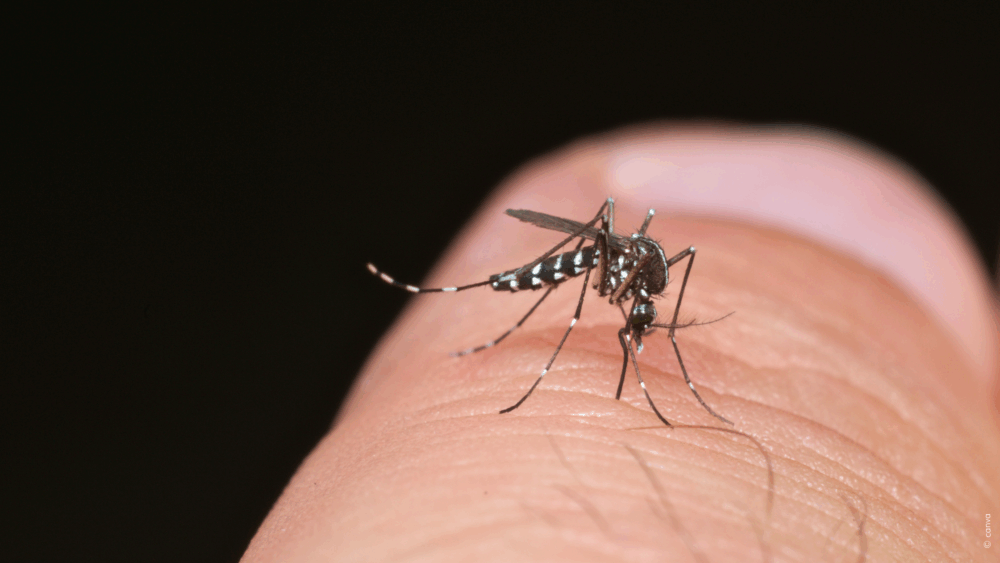 Neue Infektionsrisiken durch Reisen, Insekten und Klima