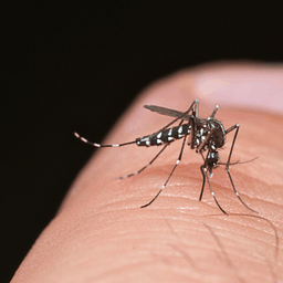 Neue Infektionsrisiken durch Reisen, Insekten und Klima