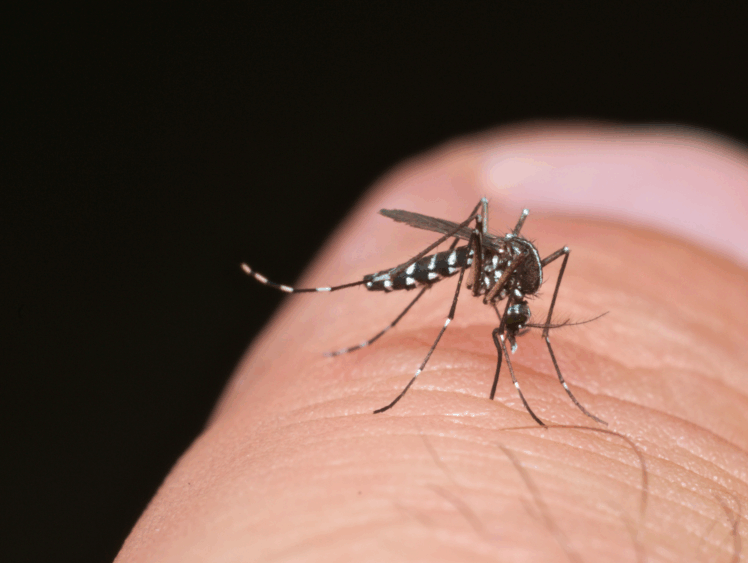 Neue Infektionsrisiken durch Reisen, Insekten und Klima